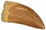 Serrated, Carcharodontosaurus Tooth - Real Dinosaur Tooth #241377-1